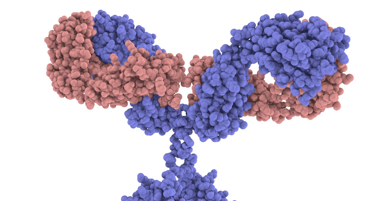 bispecific antibody